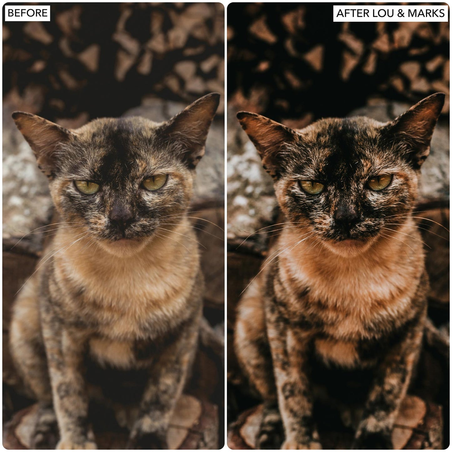 Hazelnut Cream Presets