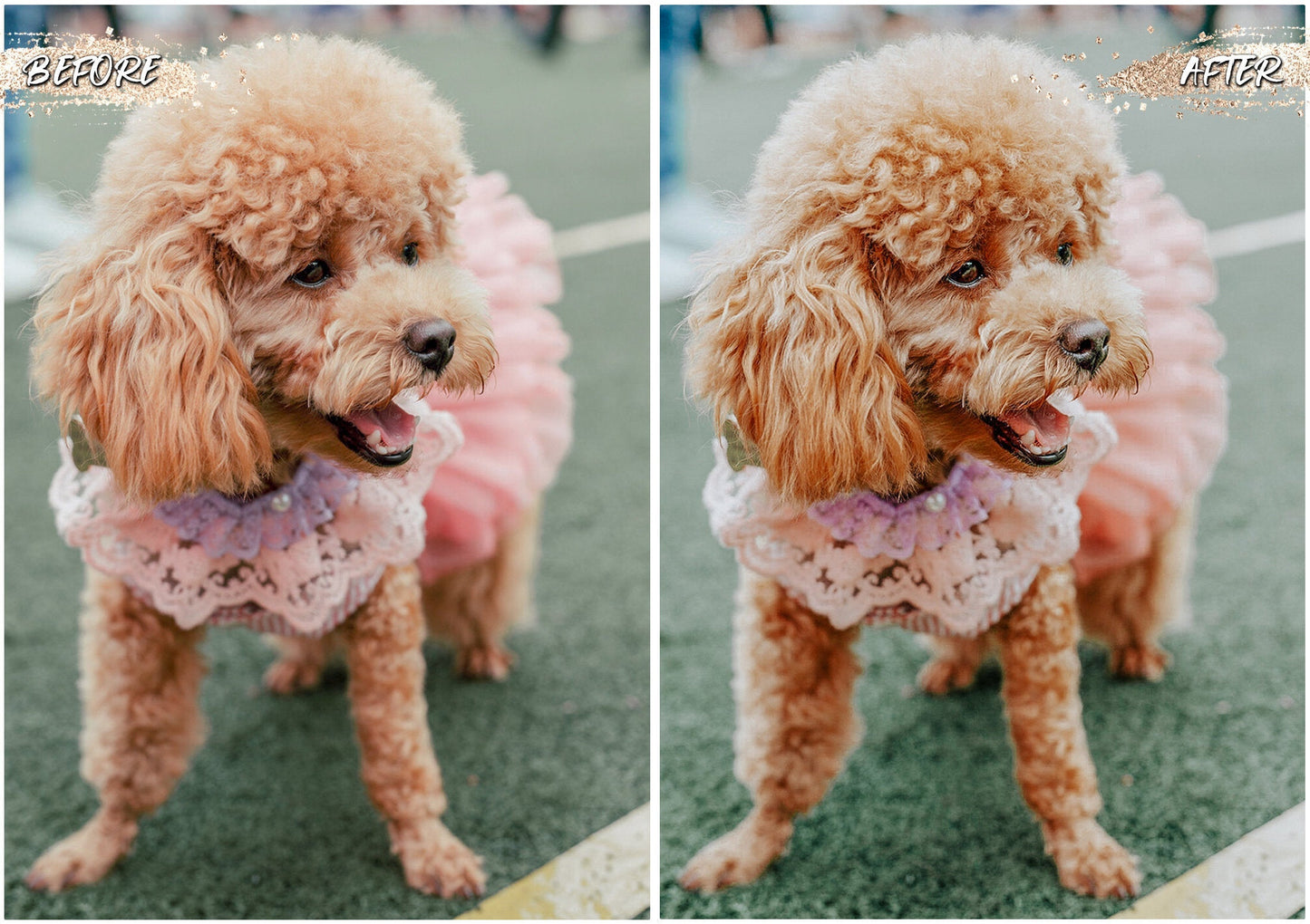 Load image into Gallery viewer, Dog Blogger Presets
